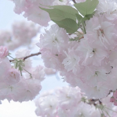 华安FurryQQ群介绍